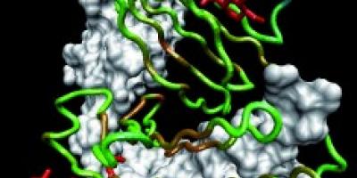 Laurea Magistrale in Biotecnologie Industriali